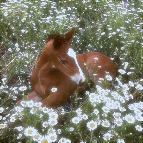 Soft Witchy Aesthetic, Judy Core, Marin Core, Hope Core Aesthetic, Joy Core, Cottagecore Pictures, Animal Aesthetic, Blue Cottage, Most Beautiful Animals