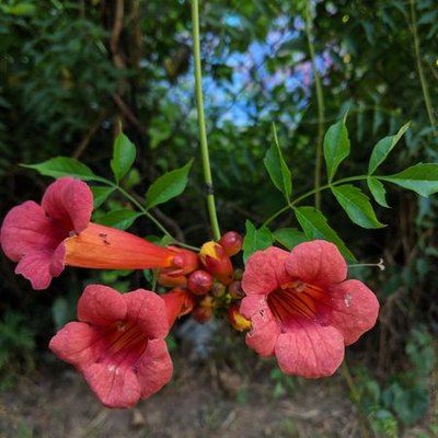 Devils Shoestring, Campsis Radicans, Small Trees For Garden, Fast Growing Vines, Growing Vines, Trumpet Vine, Rare Seeds, Red Blossoms, Small Leaf