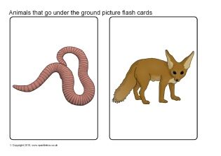 Animals that Go Under the Ground Picture Flash Cards (SB11319) - SparkleBox Printable Animal Pictures, Jungle Animals Pictures, Animal Flash Cards, African Safari Animals, Farm Animals Pictures, North American Animals, Matching Activities, Animal Printables, Animal Flashcards