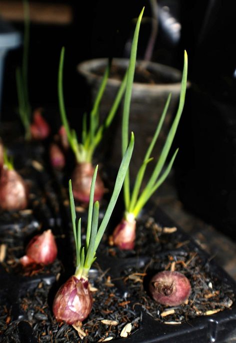 Onion Farming, Grow Shallots, Growing Shallots, Grow Onions, Growing Vegetables In Pots, Vegetable Garden For Beginners, Seed Starter, Growing Strawberries, Garden Compost