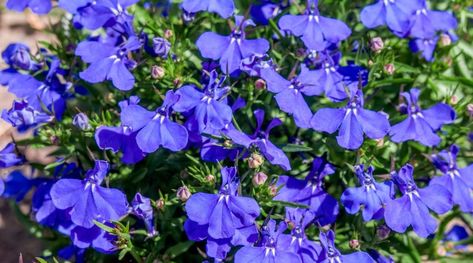 Johnny Jump Up, Patio Planters, Annual Flowers, Looking For Something, Morning Glory, Petunias, Dream Garden, Hanging Baskets, Cut Flowers