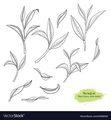 Tea Tree Illustration, Tea Leaf Drawing, Tea Leaf Illustration, Tea Leaves Tattoo, Tea Leaves Illustration, Line Botanical, Tea Drawing, Scientific Drawing, Black Tea Leaves