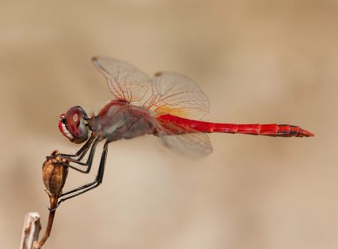 Dragonflies in the skies Dragonfly Meaning, Dragonfly Eyes, Summer Insects, Red Dragonfly, Pictures Of Insects, Atlas Moth, Tiny Dragon, Photography Macro, Dragon Flies