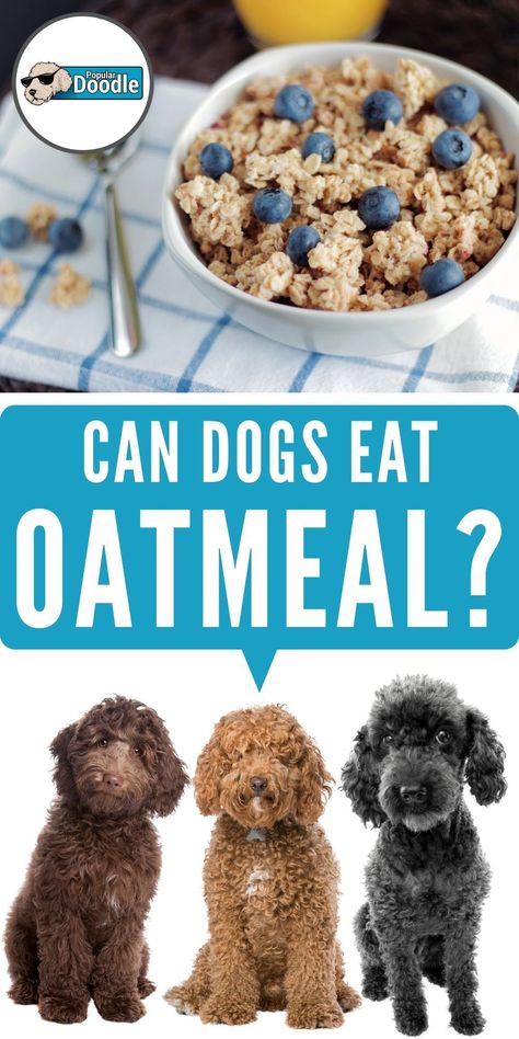 Can dogs eat oatmeal? Is oatmeal good for dogs? Here’s what you need to know to keep your pup safe, healthy, and happy!  This post is part of our 'Read Before You Feed' series where we discuss which human meals and snacks are dog friendly foods and which aren't.  #oatmeal #dogfood #dogtreats #dogfriendly #dogsafety #goldendoodle #labradoodle Beans Dogs Can Eat, Breakfast Food For Dogs, Dog Oatmeal, Oatmeal For Dogs, Can Dogs Eat Corn, Dog Breakfast, Make Dog Food, Best Treats For Dogs, Low Glycemic Foods