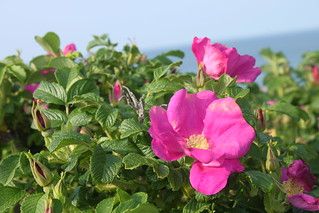 Beach Roses, Beach Rose, Inspiration Journal, Vegan Menu, Sea Side, Seaside Beach, Natural Face, Biology, Roses