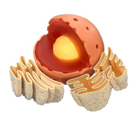 FUNCTIONS OF ENDOPLASMIC RETICULUM Endoplasmic Reticulum, Biology Aesthetic, Cell Organelles, Membrane Structure, Plasma Membrane, Biology Art, Cell Division, Muscle Contraction, Plant Cell