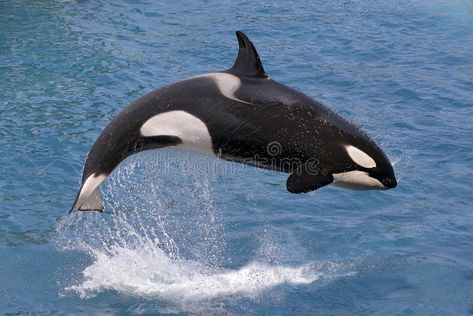 Orca Jumping Out Of Water, Big Whale, Blue Planet, Orca Whales, List Of Animals, Big Animals, Killer Whale, Arctic Animals, Marine Mammals