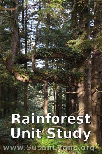 Free Rainforest Unit Study (includes videos, crafts, and activities) Rainforest Unit Study, Forest Unit, Rainforest Classroom, Rainforest Crafts, Rainforest Project, Rainforest Activities, Rainforest Biome, Rainforest Habitat, Rainforest Theme