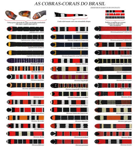 When a BJJ Black Belt reaches the 7th degree they are awarded the Coral Belt (black and red). They are masters of the art as it takes a lifetime to achieve such a high level. Legends say the belt is modeled after these highly poisonous Brazilian snakes. Equality Tattoos, Coral Tattoo, Snake Breeds, Animal Infographic, Milk Snake, Best Egg Laying Chickens, Snake Game, Reptile Room, Coral Snake