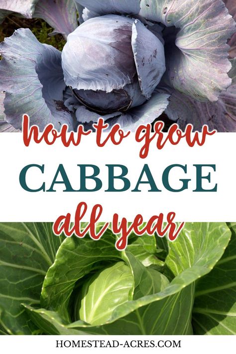 Grow Cabbage, Growing Cabbage, Cabbage Varieties, Types Of Cabbage, Cabbage Plant, Cabbage Seeds, Cabbage Worms, Gardening Projects, Savoy Cabbage