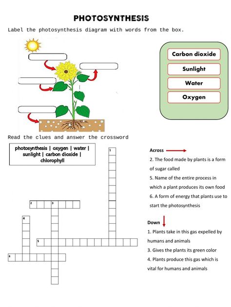 Photosynthesis online worksheet for 4th. You can do the exercises online or download the worksheet as pdf. Science Worksheets For 4th Grade, Photosynthesis Activity, Photosynthesis Activities, Nutrition In Plants, Photosynthesis Worksheet, Plants Worksheets, Worksheets For Grade 3, Plant Life Cycle, Plant Science