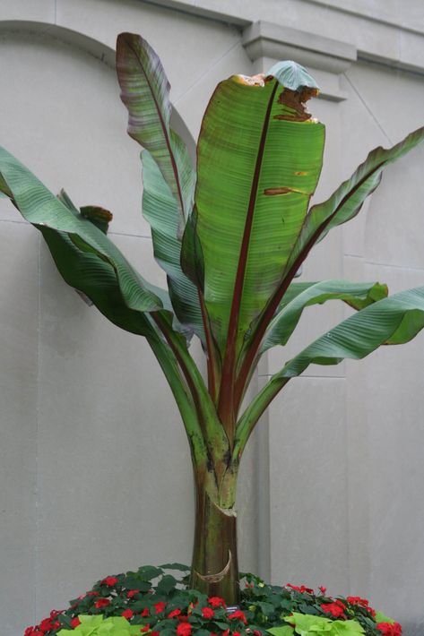 Big, Bold, Tropical Foliage Plants Big Leaf Plants Outdoor, Large Leaf Plants, Big Leaf Plants, Container Roses, Corn Plant, Plants Outdoor, Pollinator Garden, Big Leaves, Tropical Foliage