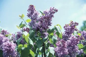 The Best Time to Transplant a Lilac Tree Common Lilac, Lilac Plant, Low Maintenance Shrubs, Syringa Vulgaris, Lilac Bushes, Lilac Tree, Japanese Tree, Tree Pruning, Butterfly Bush