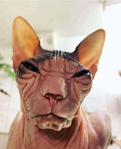 Sphynx Kittens For Sale, Cute Hairless Cat, Hairless Cats, Cute Cat Memes, Ugly Cat, Sphinx Cat, Funny Dog Photos, Funny Animal Photos, Silly Cats Pictures