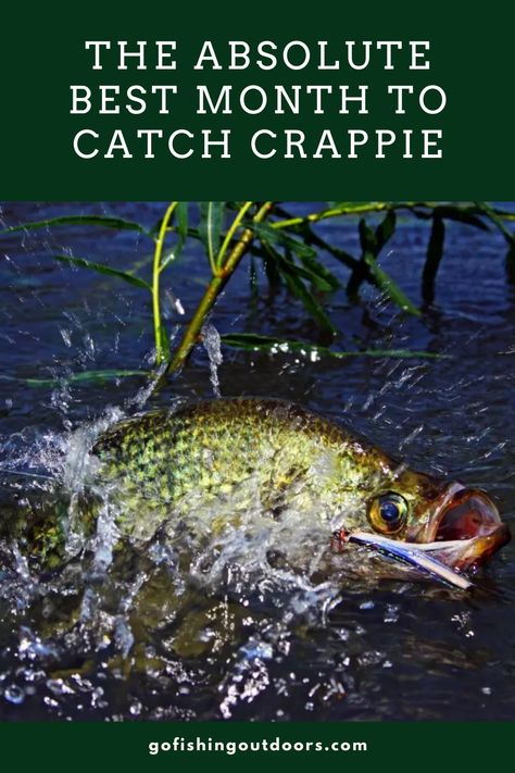 Crappie Recipe, Crappie Rigs, How To Catch Crappie, Crappie Lures, Fish Types, Crappie Fishing Tips, Crappie Jigs, Largemouth Bass Fishing, Homemade Fishing Lures