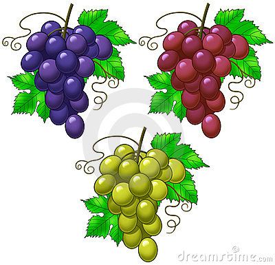 Three bunches of grapes in different  colors. Bunch Of Grapes Drawing, Drawing Fruits, Grape Drawing, Kindergarten Coloring, Colors Illustration, Kindergarten Coloring Pages, Bunch Of Grapes, Pottery Pots, Glitter Slime