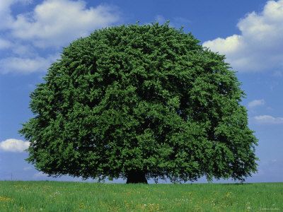 beech tree | Beech Tree: Pictures, Photos, Images, Facts on Beech Trees Celtic Tree Astrology, White Elm, Tree Pictures, Beech Trees, Beech Tree, Tree Images, Celtic Tree, Wooden Utensils, Tree Leaves