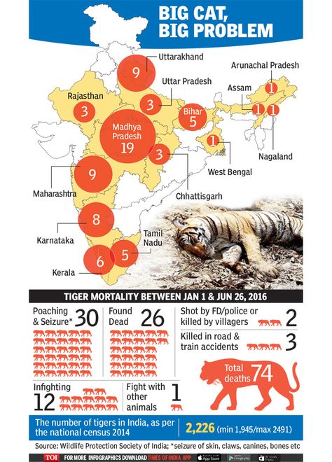 Keystone Species, Animal Conservation, Arunachal Pradesh, Endangered Animals, Animal Species, One Half, Cat Facts, Times Of India, West Bengal