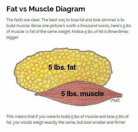 5lb fat v muscle Fat Vs Muscle, 5 Lbs Of Fat, Take Off Pounds Sensibly, Muscle Diagram, Don't Judge, Calisthenics, Household Hacks, Body Fat, Build Muscle