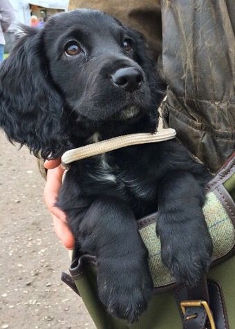 Working cocker spaniel puppy enjoying a taste of the easy life. Black And White English Cocker Spaniel, Black Sprocker Spaniel, Cocker Spaniel Working, Black Working Cocker Spaniel, Cocker Spaniel Puppies Black, Black Cocker Spaniel Puppies, Working Spaniel, Working Cocker Spaniel, Cocker Spaniel Puppy