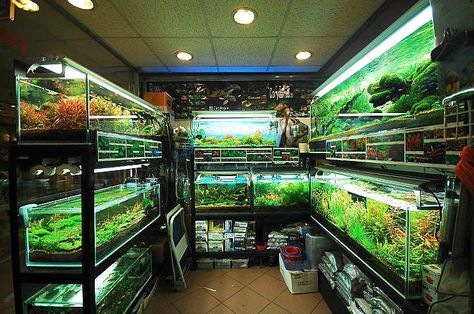 Bubbles Aquarium Shop - Hong Kong Fish Rack, Aqua Scape, Tank Terrarium, Fish Room, Aquarium Store, Fish Store, Aquarium Shop, Amazing Aquariums, Fish Tank Terrarium