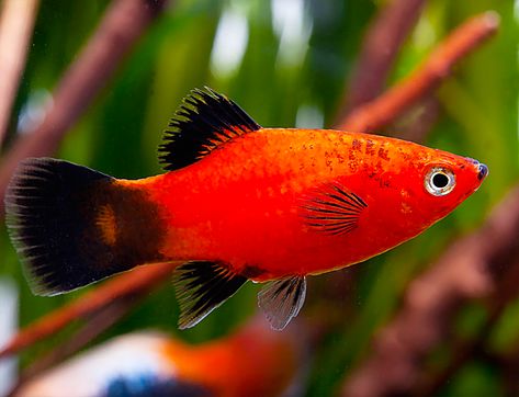 Platy Fish, Water Creatures, Aquarium Ideas, Fishing For Beginners, Art Fish, Types Of Fish, Pet Fish, Fresh Water Tank, Beautiful Fish