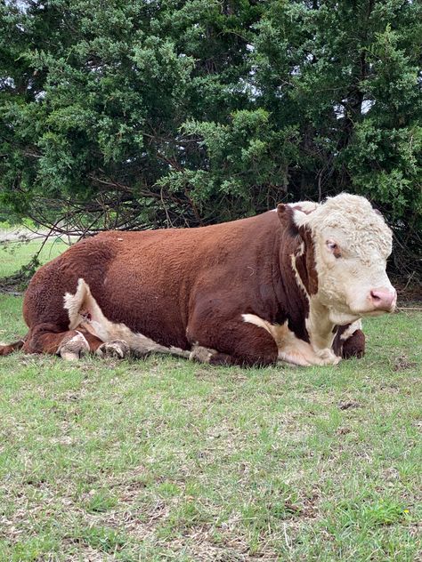 Hereford Bull, Farm Livestock, Hereford Cows, Pet Cows, Backyard Flowers Garden, Hereford Cattle, Cow Drawing, Bull Cow, Farm Living