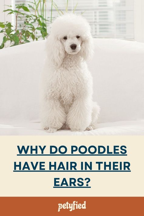 Why Do Poodles Have Hair in Their Ears? by Petyfied.com Poodle Ears Grooming, Standard Poodle Cuts, Standard Poodle Haircuts, Poodle Haircut Styles, Inside Ear, Poodle Hair, Poodle Haircut, Poodle Puppy Standard, Poodle Cuts