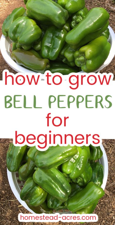 How To Grow Green Peppers, Growing Green Peppers, Grow Bell Peppers, Growing Hot Pepper, Bell Pepper Plant, Neuer Wallpaper, Homestead Gardening, Growing Vegetables In Pots, Growing Peppers