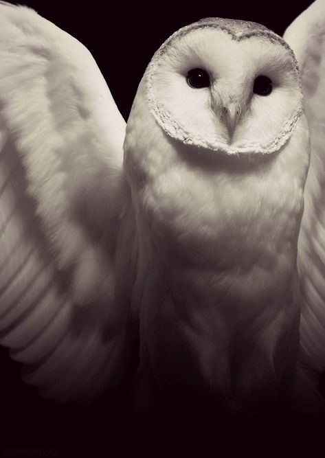 Amazing wildlife - Owl photo #owls Photo Animaliere, Snow Owl, Beautiful Owl, White Owl, Snowy Owl, Barn Owl, Beautiful Creatures, Beautiful Birds, Animal Kingdom