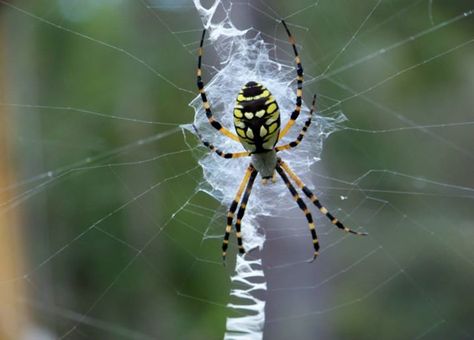 The Giant Banana Spiders – part of our panhandle summer | Panhandle Outdoors Banana Spider, References Animals, Venomous Animals, Green Mussels, Education Photo, Huge Spiders, Summer People, Tech Education, Large Spiders