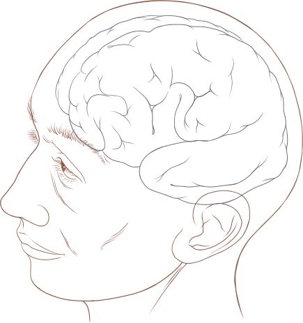 File:Human head and brain diagram.svg Cycling Technique, Brain Diagram, Human Pictures, Personal Pronouns, Singular And Plural, Scrapbook Printing, Drawing Heads, Modern English, Human Head