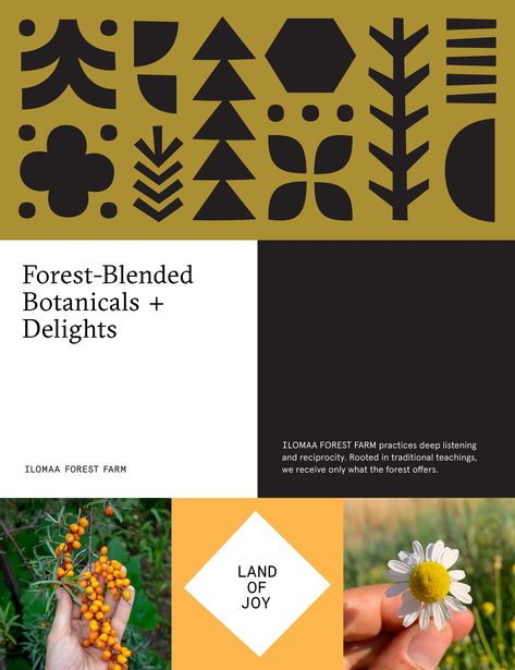 ILOMAA FOREST FARM :: Behance Forest School Branding, Forest Branding Design, Park Website Design, Botanical Website Design, Forest Branding, Natural Branding Design, Nature Graphic Design, Farm Branding, Dashboard Design Template