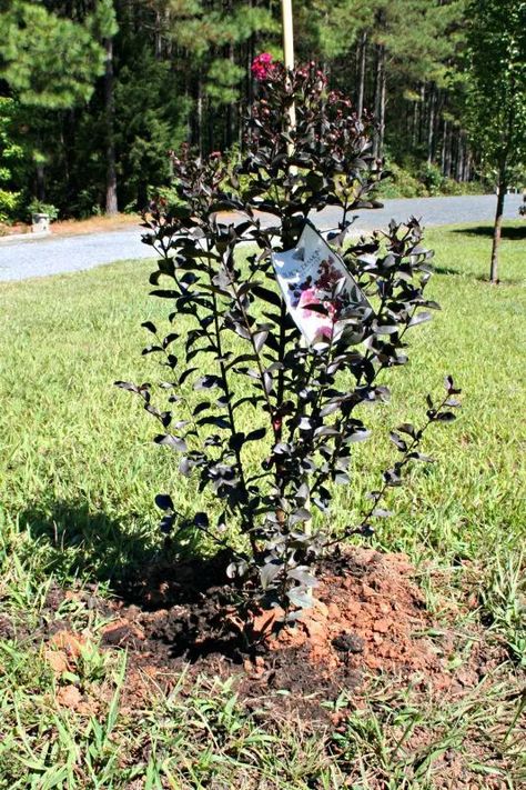 How to Plant Crapemyrtle Black Diamond Crape Myrtle Tree, Myrtle Tree, Underground Sprinkler, Dark Magenta, Crape Myrtle, Garden Center, Fun Drinks, See Pictures, Gardening Tips