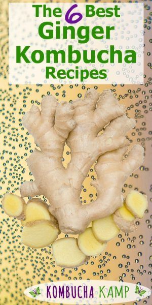 Ginger Kombucha Recipe, Kombucha Flavors Recipes, Ginger Kombucha, Kombucha Recipes, Kombucha Flavors, Kombucha Scoby, Homemade Kombucha, Kombucha Recipe, Probiotic Drinks