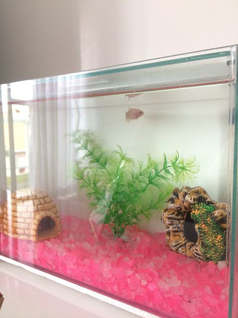 Preppy Fish Tank, Aquarium Scaping, Betta Tanks, Cool Fish Tank Decorations, Room Preppy, Fish Tank Themes, Aquarium Garden, Fish Tank Terrarium, Fish Ideas