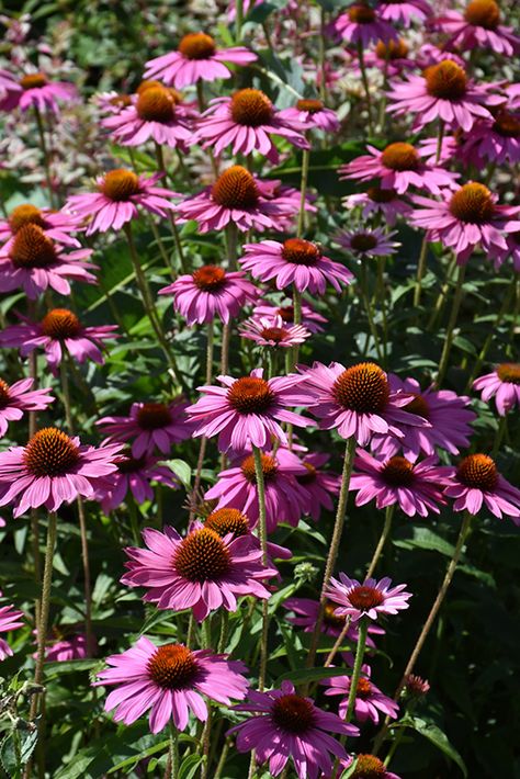 Pink Perennials, Cedar Raised Garden Beds, Low Water Gardening, Native Plant Gardening, Backyard Plants, Echinacea Purpurea, How To Attract Birds, Herbaceous Perennials, Low Maintenance Plants