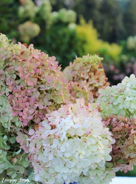 Tablescape Tuesday: Blushing Hydrangeas Pale Pink Hydrangea, Pink Hydrangea Wedding, Blush Hydrangea, Lacecap Hydrangea, Lace Cap Hydrangea, Fall Hydrangea, Hydrangea Painting, Hydrangea Flowers, Pink Hydrangea