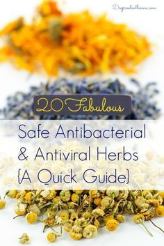 20 Safe Antibacterial and Antiviral Herbs {A Quick Guide} Antiviral Herbs, Natural Healing Remedies, Herbal Healing, Deep Roots, Lifestyle Habits, Natural Therapy, Healing Herbs, Natural Health Remedies, Natural Herbs