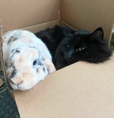 Bunny And Cat, Cats And Bunnies, Cow Pictures, Rabbit Lover, House Rabbit, Animals Friendship, Cat Boarding, Silly Animals, Like Animals