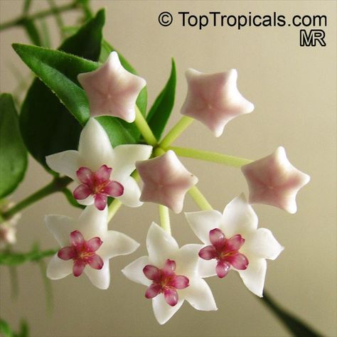 Hoya sp., Wax Flower  Click to see full-size image Shooting Star Flower, Type Of Flowers, Hoya Bella, Star Plant, Hoya Flowers, Pretty Flowers Pictures, Plants For Garden, Flower Types, Plant Encyclopedia