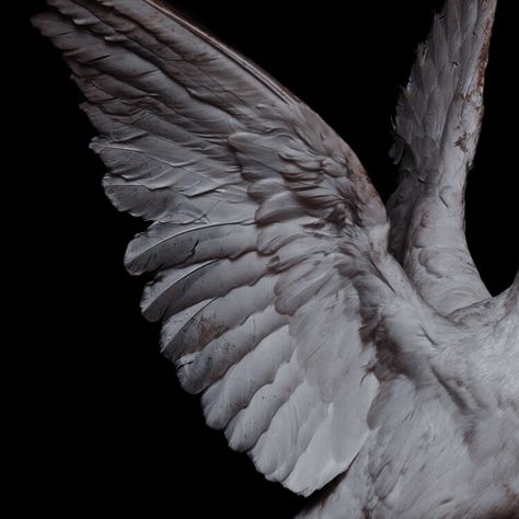 Horned Angel, Wings Aesthetics, Dove Aesthetic, Lord Lucifer, Wing Aesthetic, Rowan Whitethorn, White Angel Wings, The Dark One, Angel Aesthetic