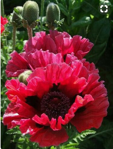 POPPIES Papaver Orientale, Herbaceous Perennials, Ornamental Grasses, Staten Island, Exotic Flowers, Poppy Flower, Beautiful Blooms, Flower Photos, Flower Pictures