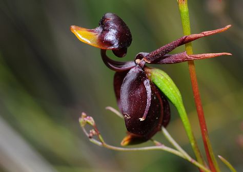 Flying Duck Orchid, Best Bathroom Plants, Flying Duck, Orchid Photography, Strange Flowers, Bathroom Plants, Unusual Flowers, Unusual Plants, Beautiful Orchids