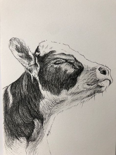 Drawings Of Cows Pencil, Cow Pen Drawing, Art Drawings Sketches Animals, Cow Ink Drawing, Cool Animal Drawings Sketches, Cow Pencil Drawings, Ink Animal Drawings, Cow Drawing Realistic, Cows To Draw