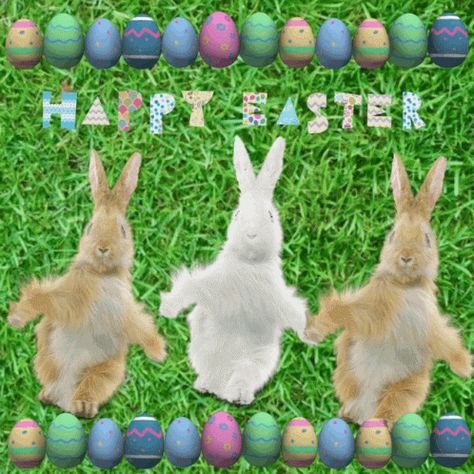 Tang916 Happy Easter GIF - Tang916 Happy Easter Easter Bunny - Discover & Share GIFs Happy Easter Religious, Happy Easter Gif, Easter Videos, Happy Easter Funny, Easter Bunny Pictures, Bunny Dance, Holiday Gif, Happy Easter Greetings, Happy Easter Wishes