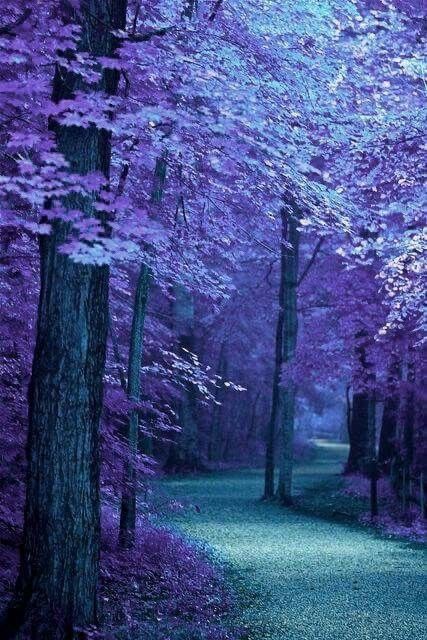 Wallpaper Mobile, Outdoor Pictures, Unique Trees, Fantasy Places, Landscape Pictures, Beautiful Nature Pictures, Purple Aesthetic, Landscape Wallpaper, Beautiful Nature Scenes