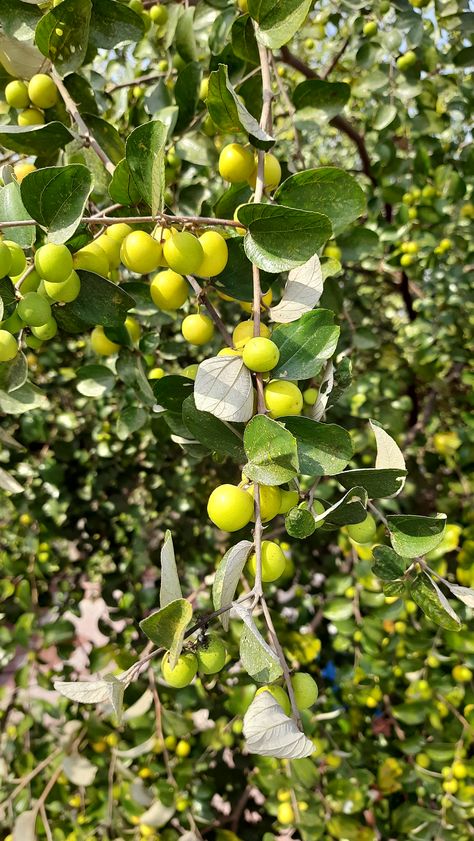 Jujube-fruit trees in the middle of the home yard. During jujube-fruit season I enjoy my life with wild birds and squirrels. Apricot Tree Guild, June Berry Tree, Fruit Tree Forest, Jujube Tree, Jujube Fruit, Permaculture Fruit Tree Guild, Fruit Dishes, Bird Tree, Fruit Plants