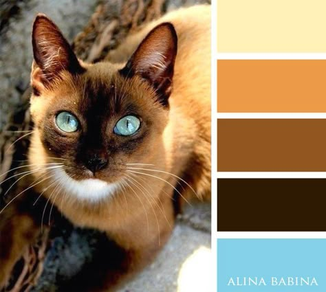 Siamese Kitty, Visual Merchandiser, Color Catalog, Colour Pallets, Color Schemes Colour Palettes, Nature Color Palette, Palette Design, Design Seeds, Color Balance