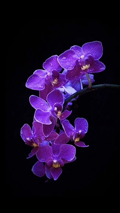 Tupac Photos, Orchid Wallpaper, Orchids Painting, Orchid Photography, Blue Orchids, Purple Orchids, Flower Art Images, Phone Wallpaper Images, Vibrant Art